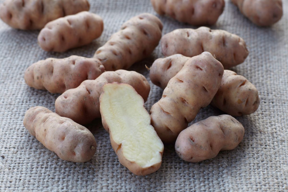 Non solo patate da semina a ProSpecieRara – Des varese